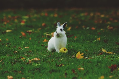 站在草地上的白兔